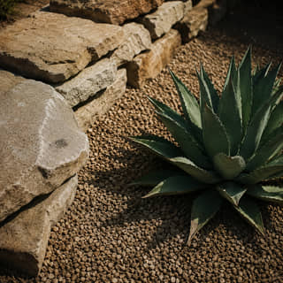 An agave planted in gravel beside a stacked stone wall.
